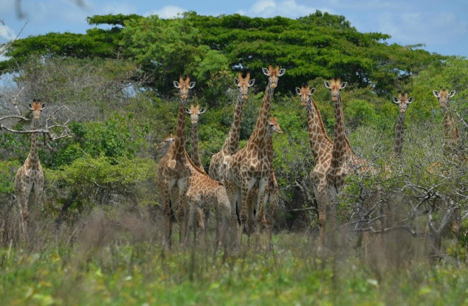 Maputo Special Reserve, Maputo Province, Mozambique